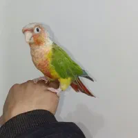 گرینچیک آناناسی دبل رد اکستریم