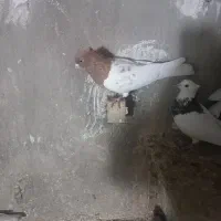 نره کله زرد