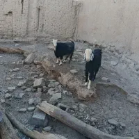 دو عدد بز نر و ماده ابسته دو قلو زاه|حیوانات مزرعه|هامون, |دیوار