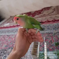 طوطی برزیلی|پرنده|شهریار, رضی آباد بالا|دیوار