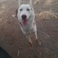 سگ هاسکی|سگ|تربتحیدریه, مظفریه|دیوار