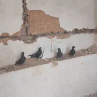 سیاه پلاکی زاغ پلاکی مسافتی|پرنده|شیراز, شهرک پرواز|دیوار