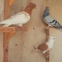 پرنده  ماده|پرنده|شیراز, دروازه قران|دیوار