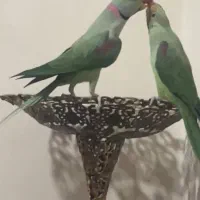 شاه طوطی|پرنده|تبریز, |دیوار