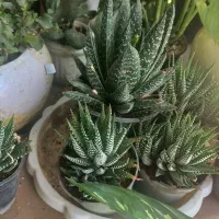 فیلندون سبز|گل و گیاه طبیعی|فولادشهر, C3|دیوار