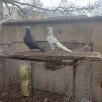 کبوتر نر ماده