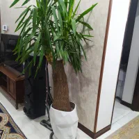 گل یوکا