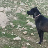 سگ گمشده|حیوانات|سرپل ذهاب, |دیوار