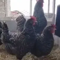 فروش ویژه تخم مرغ نطفه دار نژاد امروک آمریکایی