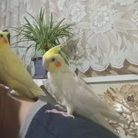 عروس هلندی لوتینو نژاد سخنگو