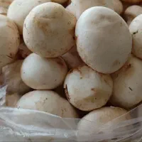 سوسیس و کالباس|خوردنی و آشامیدنی|نیشابور, شهرک فیروزه|دیوار