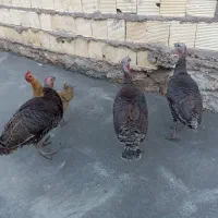 بوقلمون ماده یک سال جوان تخم گزار