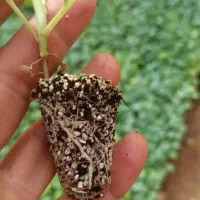 نِشآ کاهو کرفس کلم و...سفارش انواع نِشا|خدمات باغبانی و درختکاری|دزفول, |دیوار