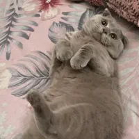 واگذاری گربه اسکاتیش فولد|گربه|مشهد, هنرور|دیوار