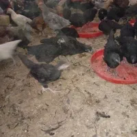 کاسرک مرغ وخروس۴ماه محلی اصل(واکسن خورده)|حیوانات مزرعه|رفسنجان, |دیوار