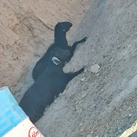 گوسفند،بز،کهره،بره|حیوانات مزرعه|جلگه ماژان, |دیوار