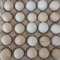 تخم مرغ محلی