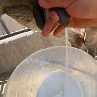 شیر الاغ تازه با بهترین خوراک دوشیدن در حضورخودتون|خوردنی و آشامیدنی|قزوین, |دیوار