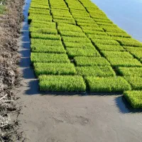 بذر آماده نشا شیرودی