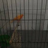 قناری فر لاکی خوشکل|پرنده|شیراز, کوشک میدان|دیوار