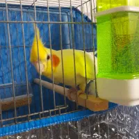 عروس خاص نر سخنگو