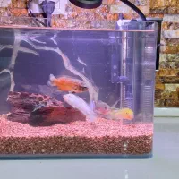 آکواریوم کامل|ماهی|فلاورجان, |دیوار