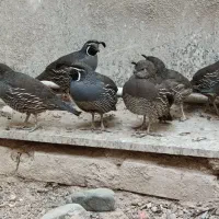 بلدرچین کالیفرنیایی بالغ|حیوانات مزرعه|تهران, دولاب|دیوار