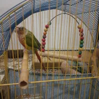 طوطی گرینچی نروماده