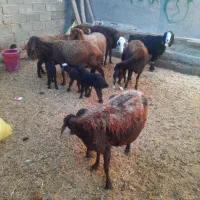 میش و بره گوسفند|حیوانات مزرعه|زاغه, |دیوار