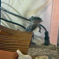 ماهی بی دندون