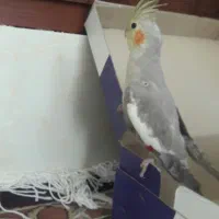 مرغ عروس دستی