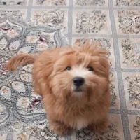 سگ پاکوتاه|سگ|قم, چهل درخت‎|دیوار