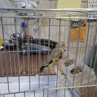 جوجه سهره نر برا منطقه لرستان