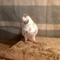 کبوتراویناق