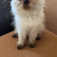 واگذاری گربه مولد پرشین/ اسکاتیش/ هیمالین|گربه|گنبد کاووس, |دیوار