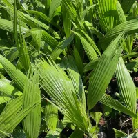 پالم  تنه قرمز نایلکس