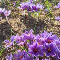 گل زعفران روز عیار بالا|خوردنی و آشامیدنی|مشهد, هنرور|دیوار