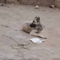 توله سگ سرابی|سگ|شیرین‌سو, |دیوار