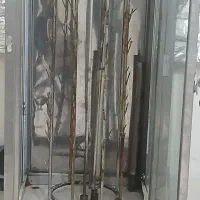 وسایل فسفود