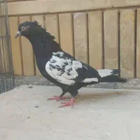 کفتر|پرنده|شیراز, شیشه‌گری|دیوار