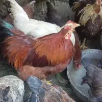 مرغ تخم گذار گلپایگان و گلین|حیوانات مزرعه|کرج, شهرک سهرابیه|دیوار