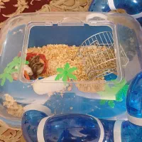 همستر مینیاتوری