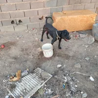 سگ پیتبول نر|سگ|اصفهان, قهجاورستان|دیوار