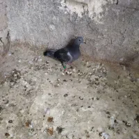 جوجه آلمانی مسافتی