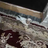 کفتر هفت رنگ کشیده گرفتنی کبوتر|پرنده|کرباسک, |دیوار