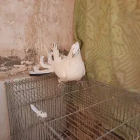 کبوتر اصفهانی پر|پرنده|برخوار, |دیوار