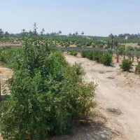 باغ نخل و مرکبات داخل شهر جهرم با قیمت مناسب|فروش دفتر صنعتی، کشاورزی، تجاری|جهرم, |دیوار