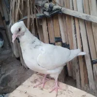 ۳تا جوجه طوقی فروشی|پرنده|جیرفت, |دیوار