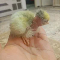 جوجه گلین گردن لختی برهما|حیوانات مزرعه|سنگر, |دیوار