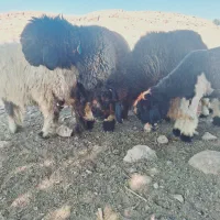 بره قوچی|حیوانات مزرعه|لالی, |دیوار